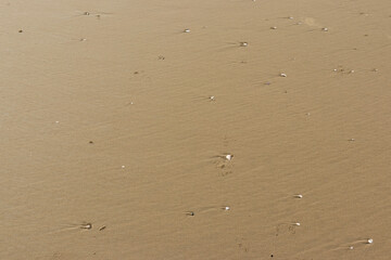 Beach sand and shells
