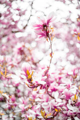Fototapeta premium Magnolien am Magnolienbaum