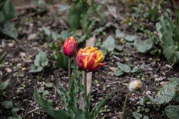 Obraz na płótnie Canvas red yellow blooming tulips