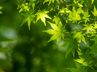 Fototapeta na wymiar 5月の光に輝く新緑のもみじの葉　5月