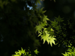 5月の光に輝く新緑のもみじの葉　5月