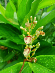 Galangal flowers are blooming in my back garden.