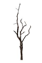Dead wooden tree isolated on white background. This has clipping path. 