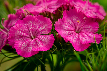 Garden pink flowers, green leaves background, spring view