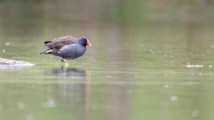 bird, natur, möve, tier, wasser, gull, wild lebende tiere, meer, weiß, 