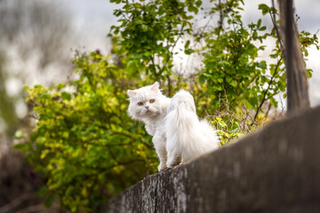 animal compagnie chat blanc poil