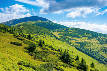 Fototapeta na wymiar hills of the petros mountain in summer. wonderful nature scenery of carpathians on a sunny day