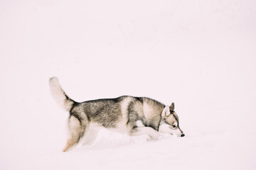 Young Husky Dog Sniffing Outdoor In Snow, Snowdrift. Pet Play In Winter Day
