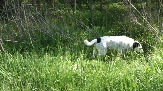 An HD video of a dog exploring a grassy area near woods