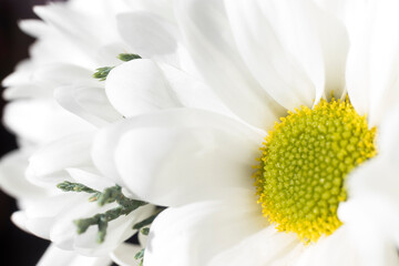 Petals of white daisies, photo representing purity and goodness. macro. background.
