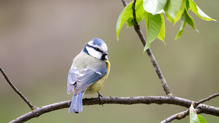 bird, natur, blau, ast, wild lebende tiere, tier, blaumeise, baum,