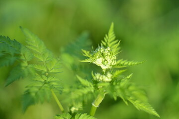 Natural green background, green grass and plant texture, abstraction