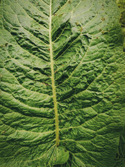 large green leaf of horseradish with veins close-up