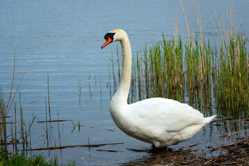 A mute swan stands on the shore of a lake, Stankow, Poland
