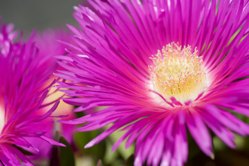 Pink flower view