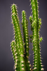 Cactus close up