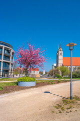 Church of Saint Jochannis (Jochanniskirche) in front of flowers from rosy cherry tree in blossom in historical downtown of Magdeburg at blue Spring sky, Magdeburg, Germany.