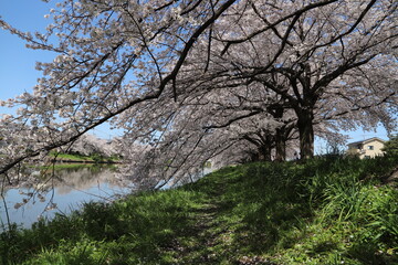 春の日本の埼玉県を流れる元荒川の河川敷に咲くソメイヨシノのサクラの花の様子