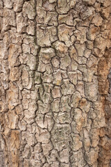 Texture shot of brown tree bark, filling the frame