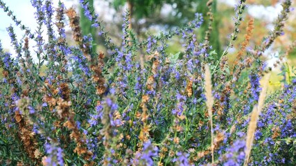 Purple lavender flowers on the field.