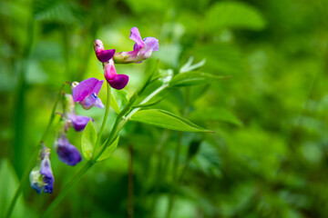 Forest purple flower and green foliage