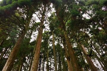 Pathway at Enryakuji Temple (Mount Hieizan) Toudou in Shiga prefecture, Japan - 比叡山 延暦寺 東塔 参道