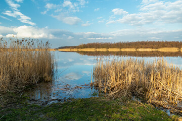 Reeds on the shore of the lake and the beautiful sky, Stankow, Poland