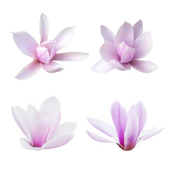 Macro photo set blooming magnolia on a white isolated background.