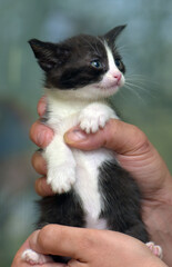 Fototapeta na wymiar cute striped little black with white kitten