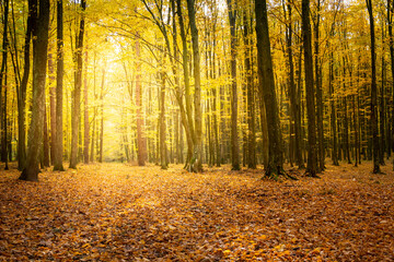 Sunlight in the autumn forest and fallen leaves