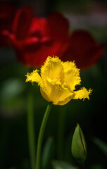 Obraz premium Bright red and yellow tulip buds and fresh green leaves