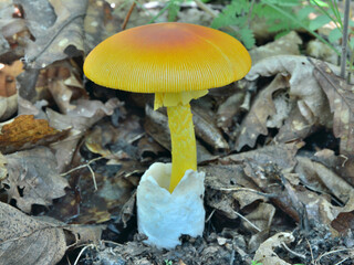 Mushroom (Amanita caesareaoides)