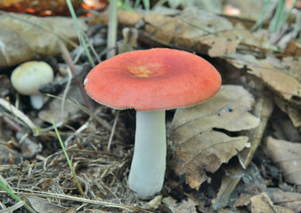 Edible mushroom russula (Russula nitidia)