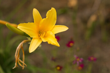 Yellow flower in the garden. The flower is star shaped. natural summer, selective focus