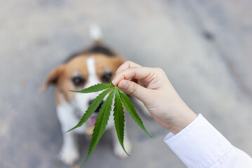Detection beagle dog sniffing hemp leaf of marijuana.outdoors. medicinal herbs.
