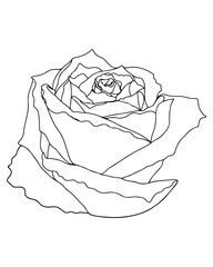 Line flower isolated on the white background