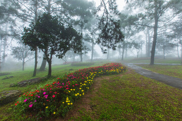 Landscape on the mountain in Phu-Ruea national park, Loei province  Thailand.