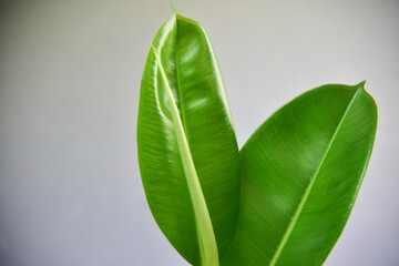 Indoor plants on gray wall.