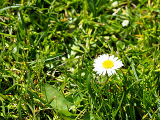 small white with yellow chamomile growing in the grass side view