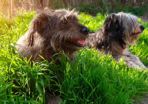 Funny pet animals spring background. Polish Lowland Sheepdog sitting on green grass showing pink tongue. Cute big black white fluffy long wool thick-coated dog. Flea Tick insects Prevention Products.