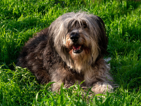 Funny pet animals spring background. Polish Lowland Sheepdog sitting on green grass showing pink tongue. Cute big black white fluffy long wool thick-coated dog. Flea Tick insects Prevention Products.