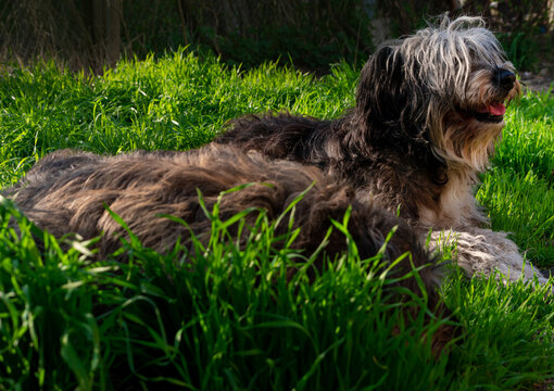 Funny pet animals spring background. Polish Lowland Sheepdog sitting on green grass showing pink tongue. Cute big black white fluffy long wool thick-coated dog. Flea Tick insects Prevention Products.