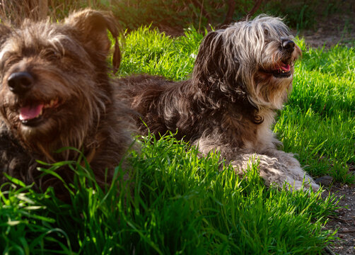 Funny pet animals spring background. Polish Lowland Sheepdog sitting on green grass showing pink tongue. Cute big black white fluffy long wool thick-coated dog. Flea Tick insects Prevention Products.
