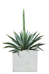 Agave plant growing in pot isolated on white background.