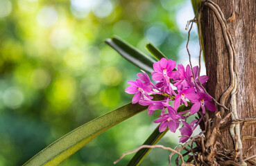 Ascocentrum ampullaceum., Beautiful rare wild orchids in tropical forest of Thailand.