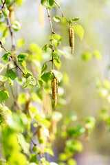 birch branches with foliage and catkins close-up, illuminated by the sun