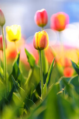 Fototapeta premium red and yellow tulips in a flower bed close-up, illuminated by the sun