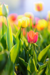 red and yellow tulips in a flower bed close-up, illuminated by the sun