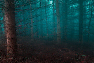 Obraz premium spooky dark forest with fog