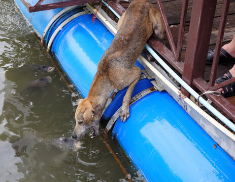 Dog catches fish in the lake, Thailand